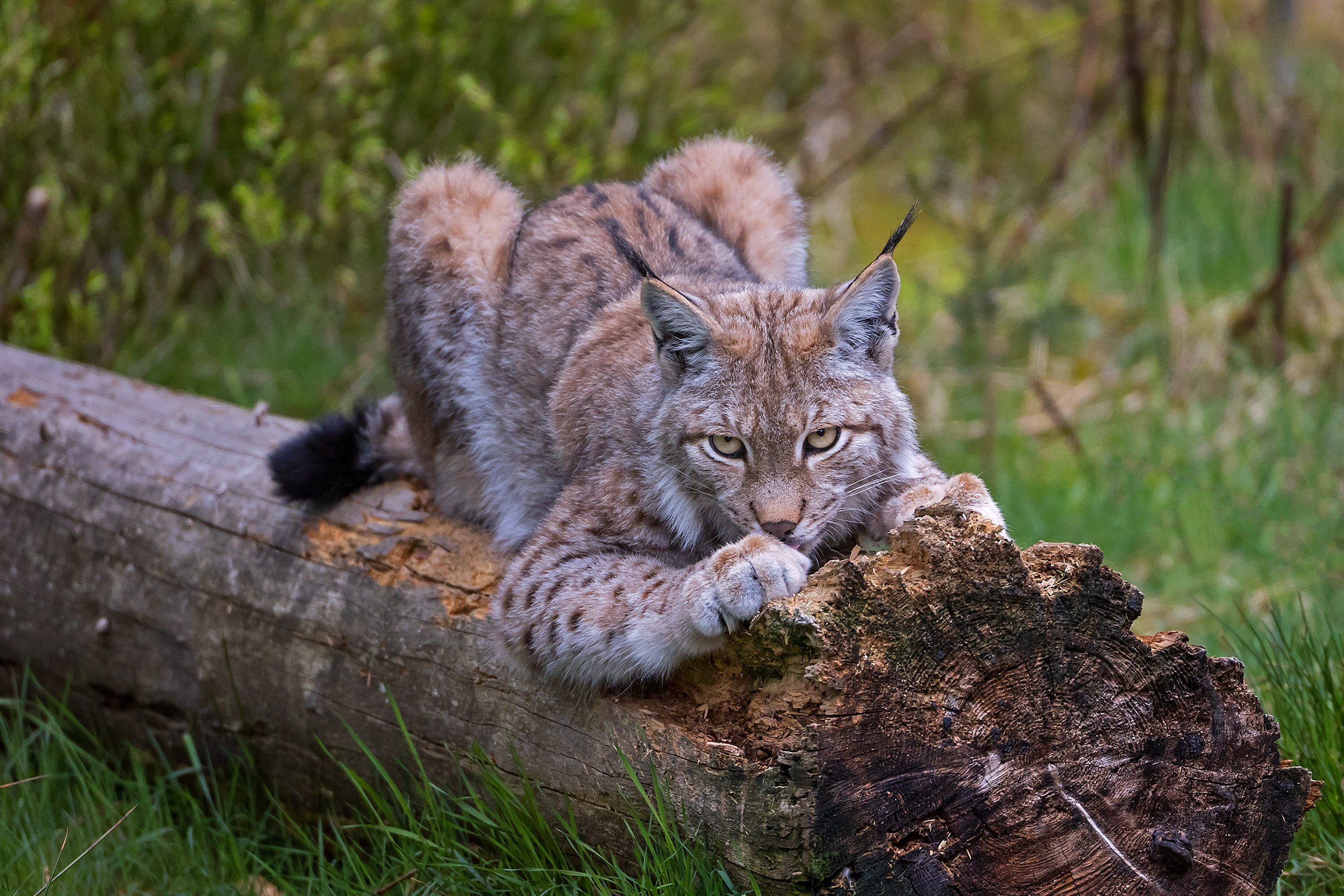 Wenn Blicke töten könnten